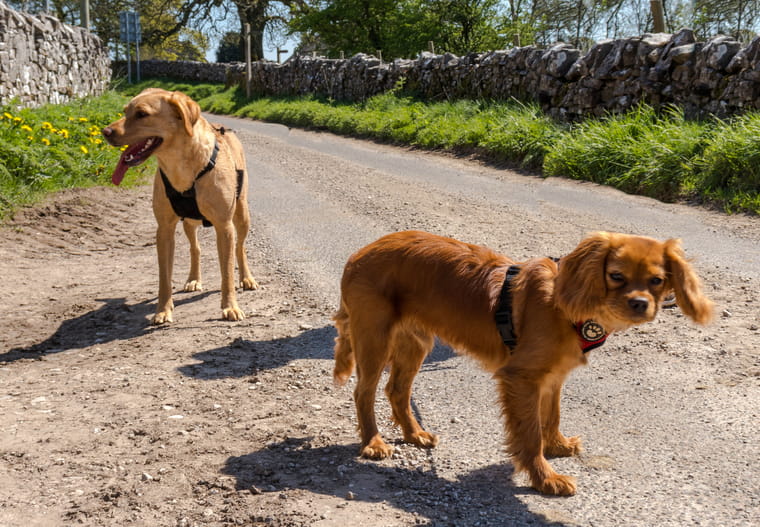 Two Dogs In The Lake District