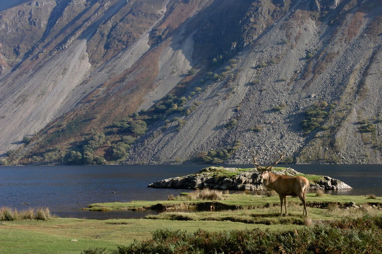 Wild deer by lake in Cumbria