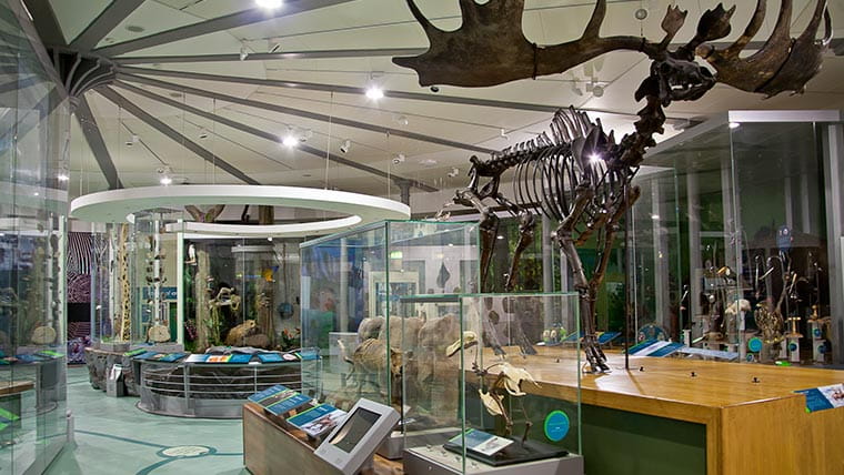 Inside Leeds City Museum © Leeds Museums and Galleries