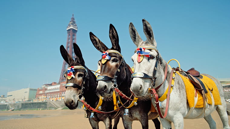 Three donkeys in Blackpool