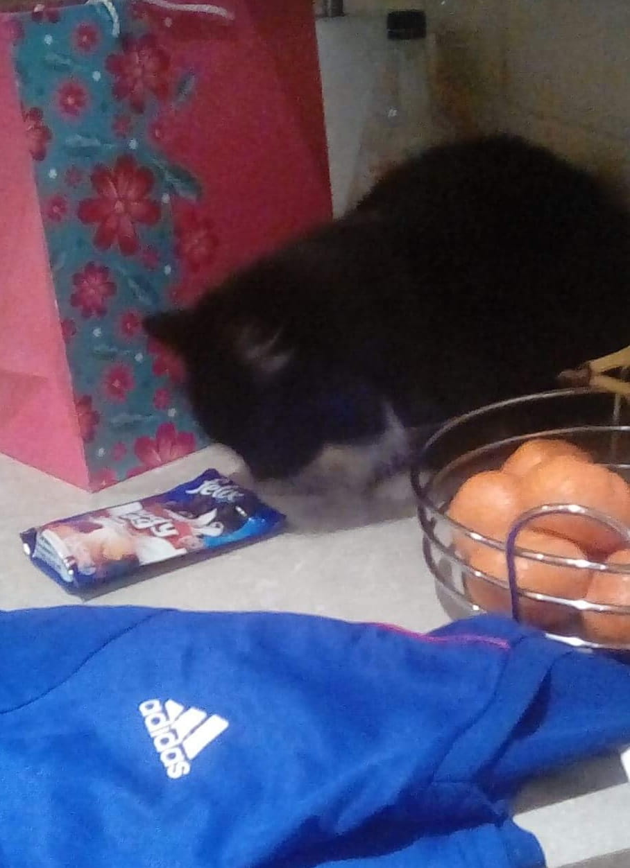 A cat sniffing a packet of cat food