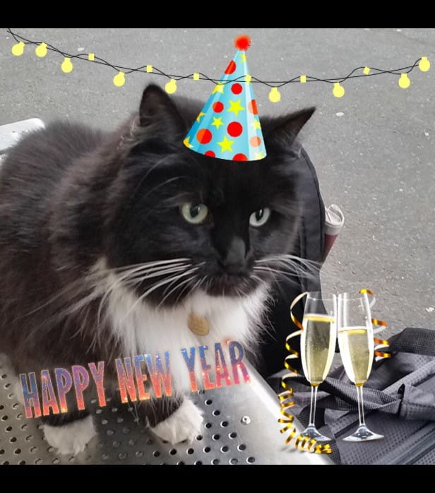Felix the cat with a New years hat 