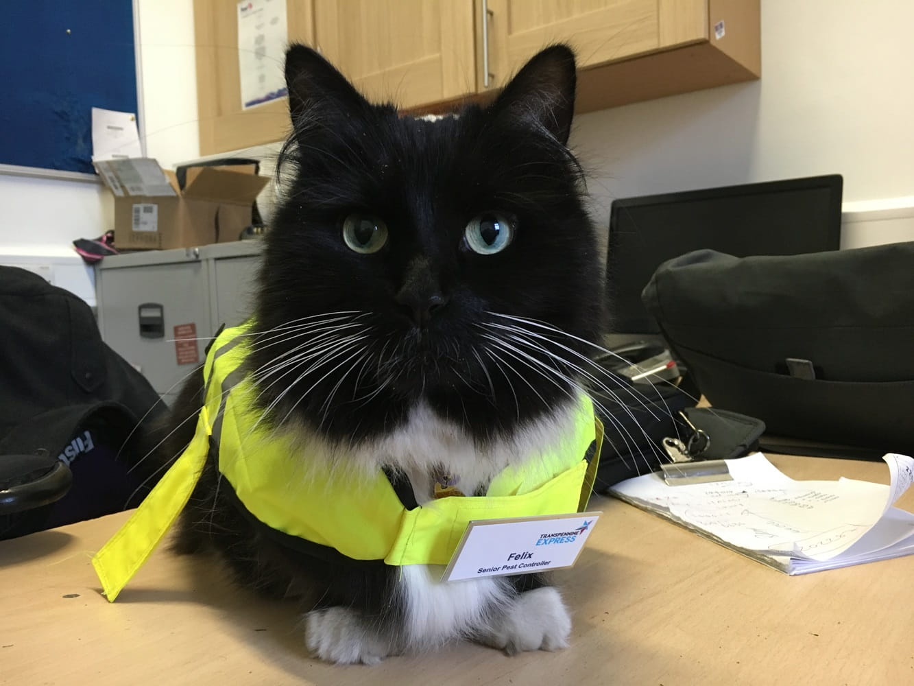 Felix the cat in a high-vis jacket